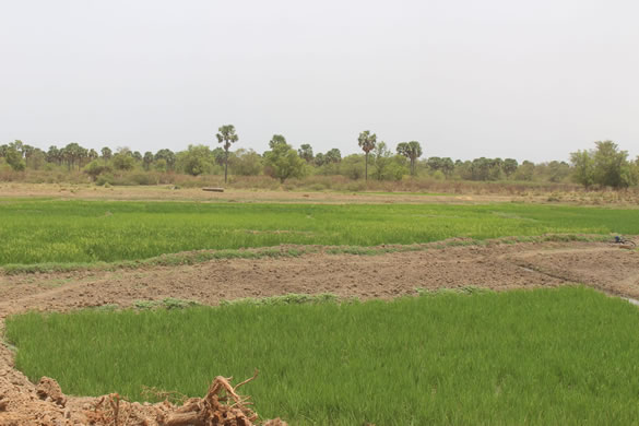 gaya plantation riz fleuve Niger